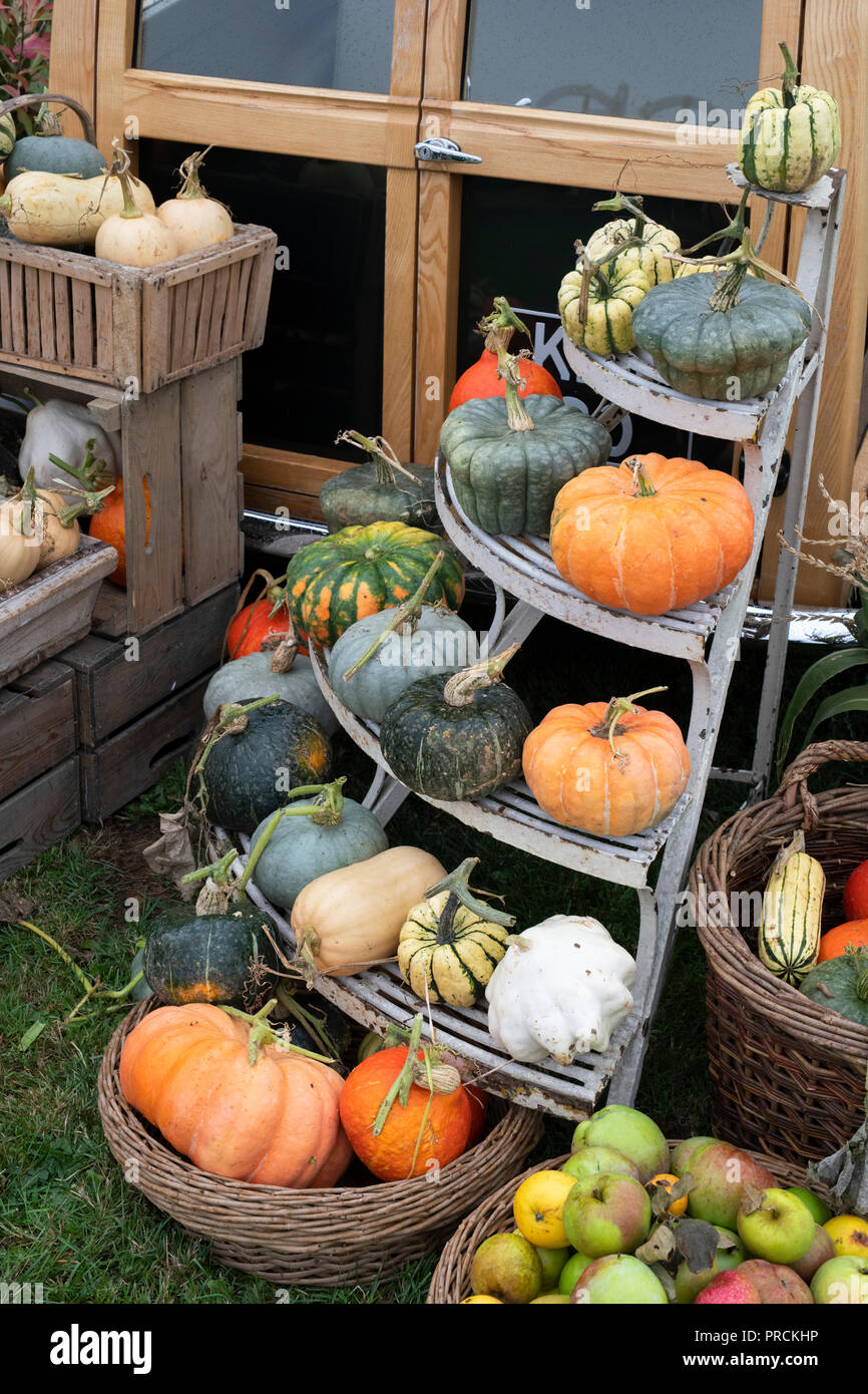 La zucca, la zucca e squash display sul retro di un'annata 1950 Bentley station wagon a Daylesford Organic farm shop festival d'autunno. Cotswolds, REGNO UNITO Foto Stock