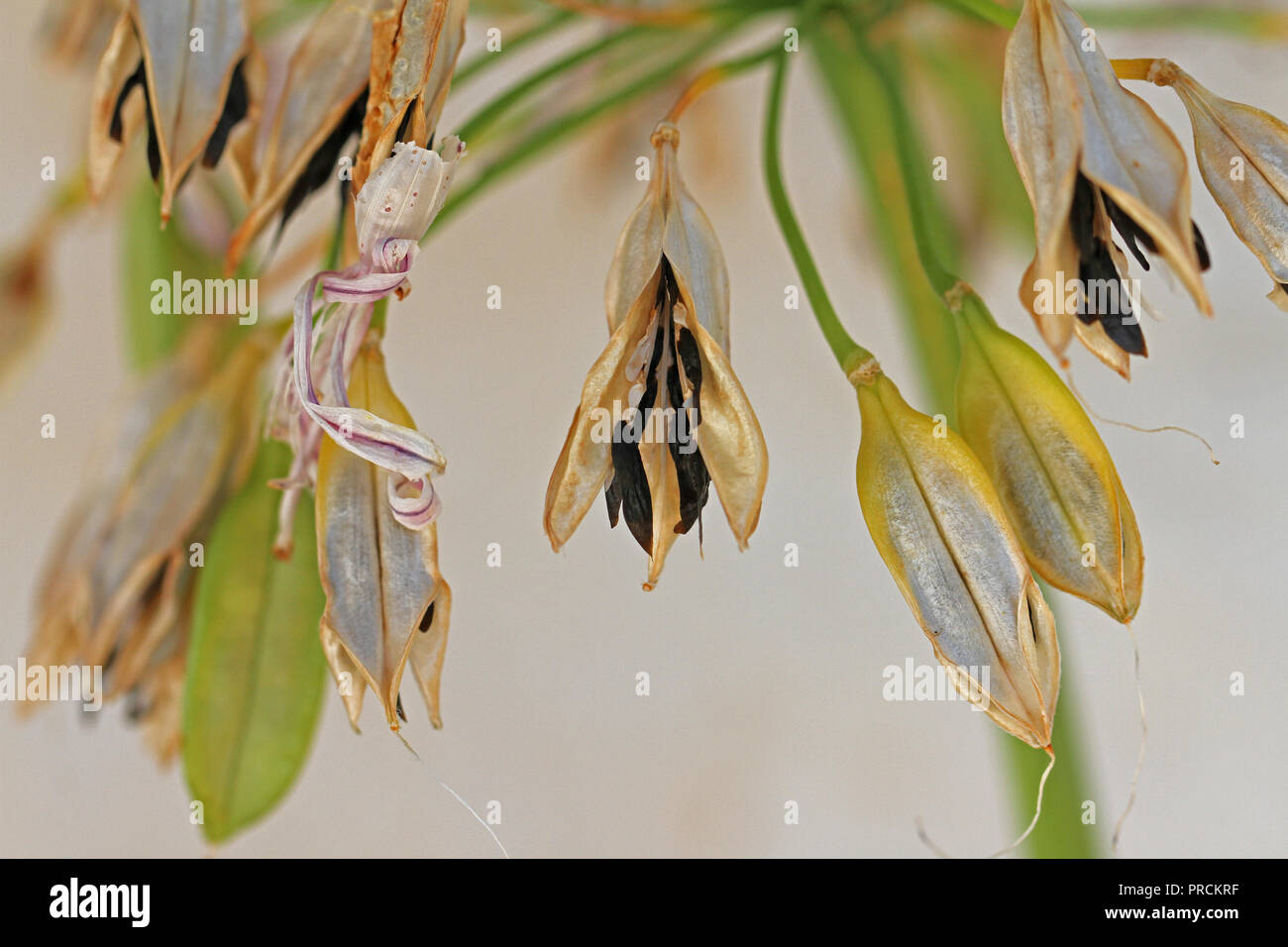 Agapanthus baccelli di semi aperta rottura con il seme all'interno chiaramente visibile vicino a in autunno o cadere in Italia Foto Stock