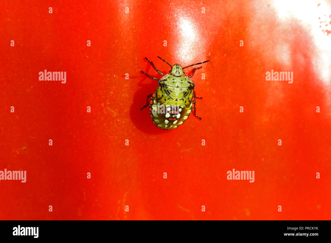 Green stink bug larva in Finale 5° stadio instar latino Nezara viridula alimentazione su un pomodoro famiglia pentatomidae chiamato anche una verdura verde bug Foto Stock