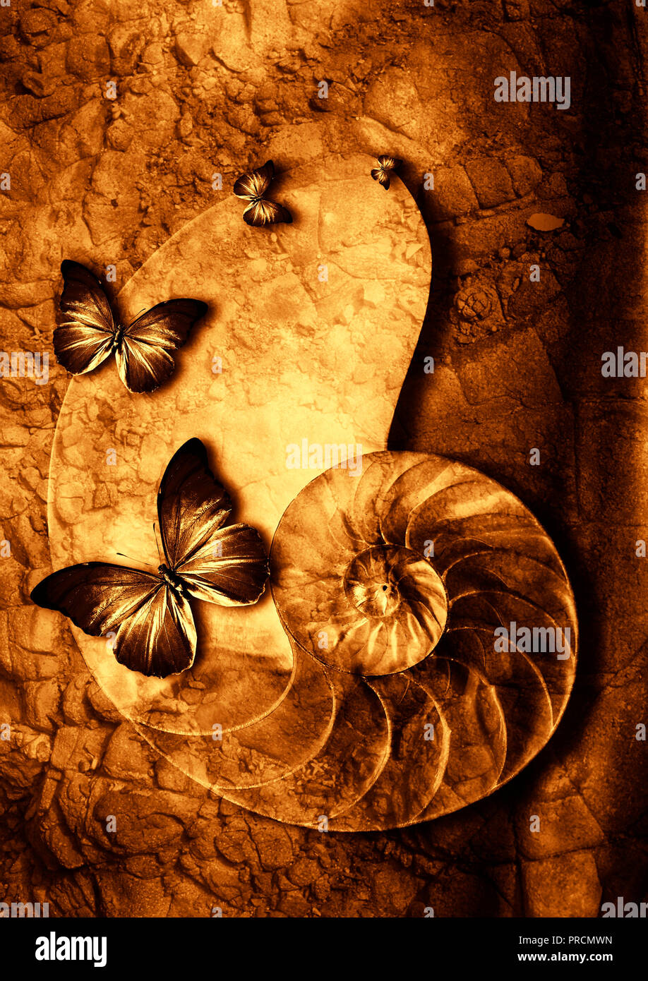 Farfalle e Nautilus shell, composito artistica Foto Stock