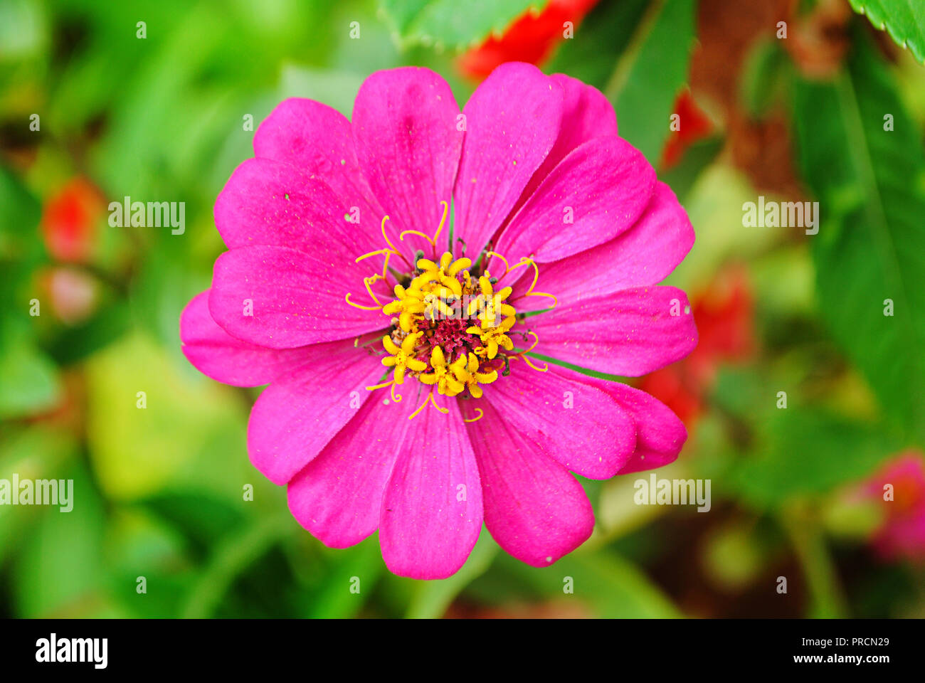 Una bella fiori hanno visto in indian parchi e giardini .. Foto Stock