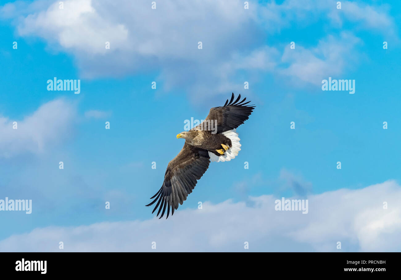 Un impennata white tailed eagle. Foto Stock