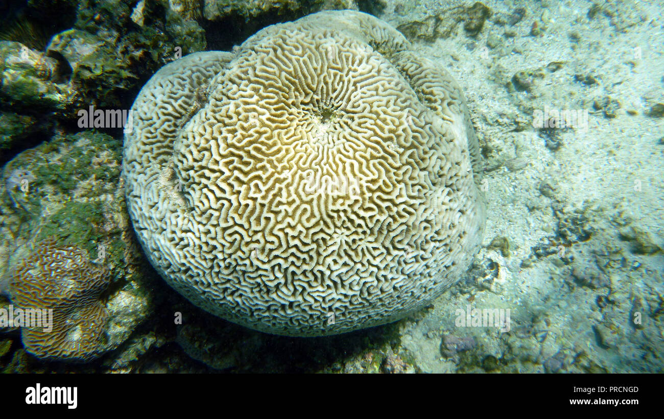 Coral dall'Oceano Indiano Foto Stock