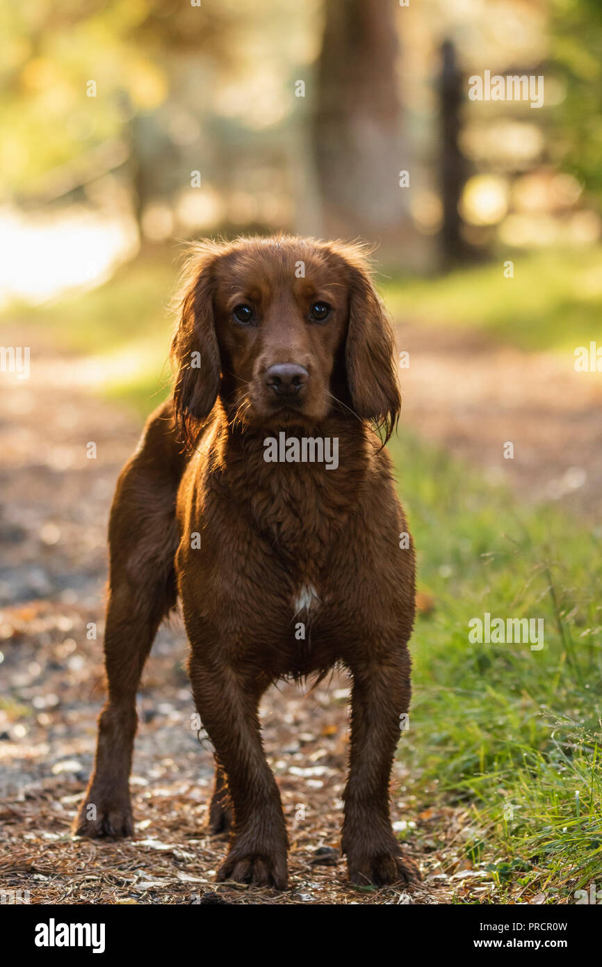 Marrone chiaro springer spaniel fuori in campagna, Scotland Regno Unito Foto Stock