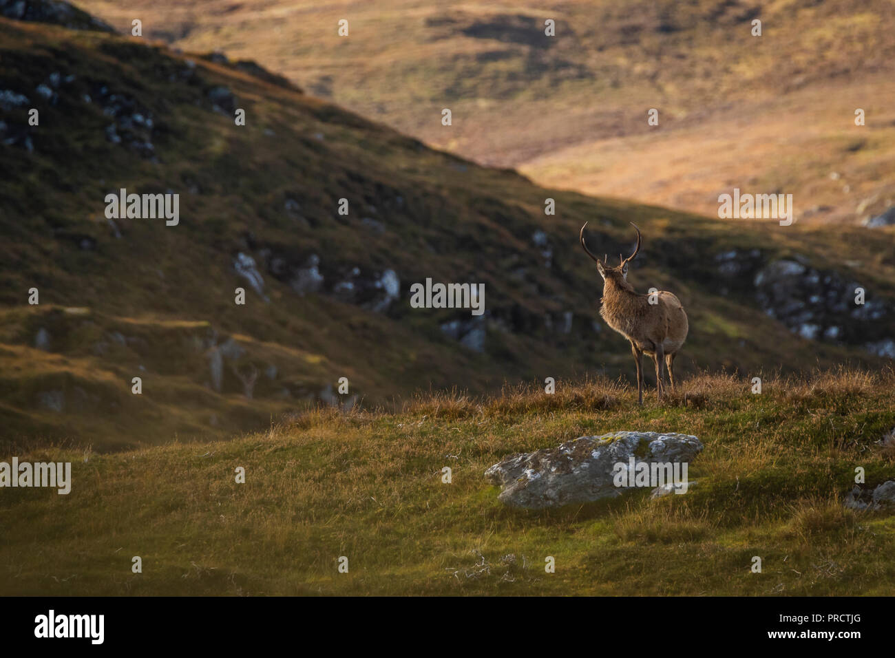 Maschio rosso cervo cervo nelle Highlands scozzesi, REGNO UNITO Foto Stock