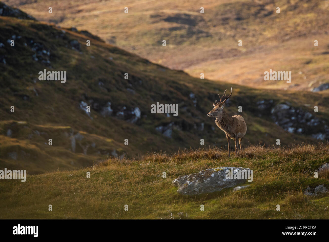 Maschio rosso cervo cervo nelle Highlands scozzesi, REGNO UNITO Foto Stock