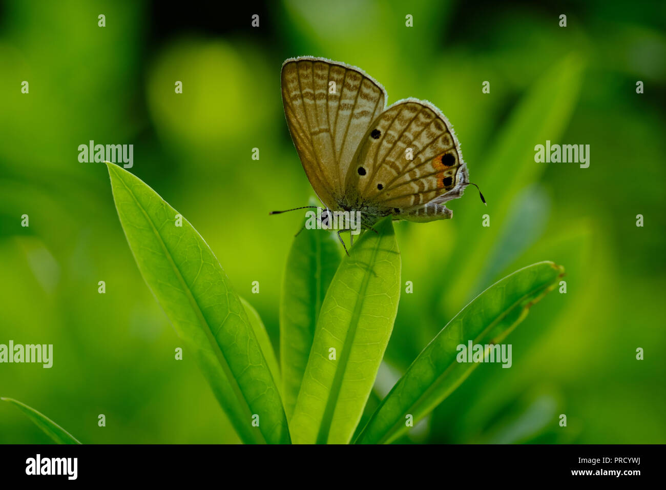 Farfalla in Flower Garden Foto Stock