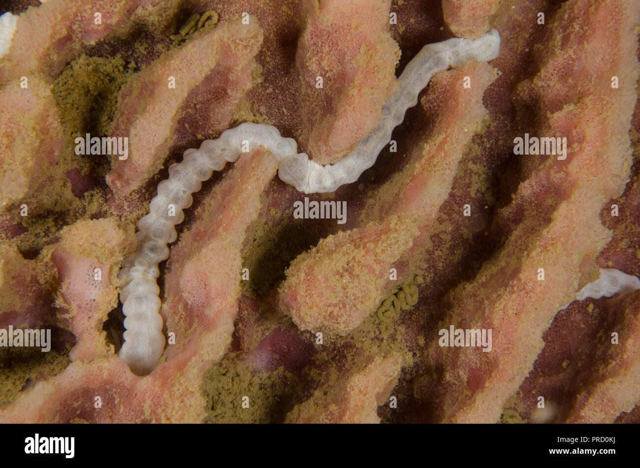 Worm cetriolo marittimo, Synaptula lamperti, Synaptidae,Anilao,Batangas, Philipphines, Mare delle Filippine, Oceano Pacifico, in Asia Foto Stock