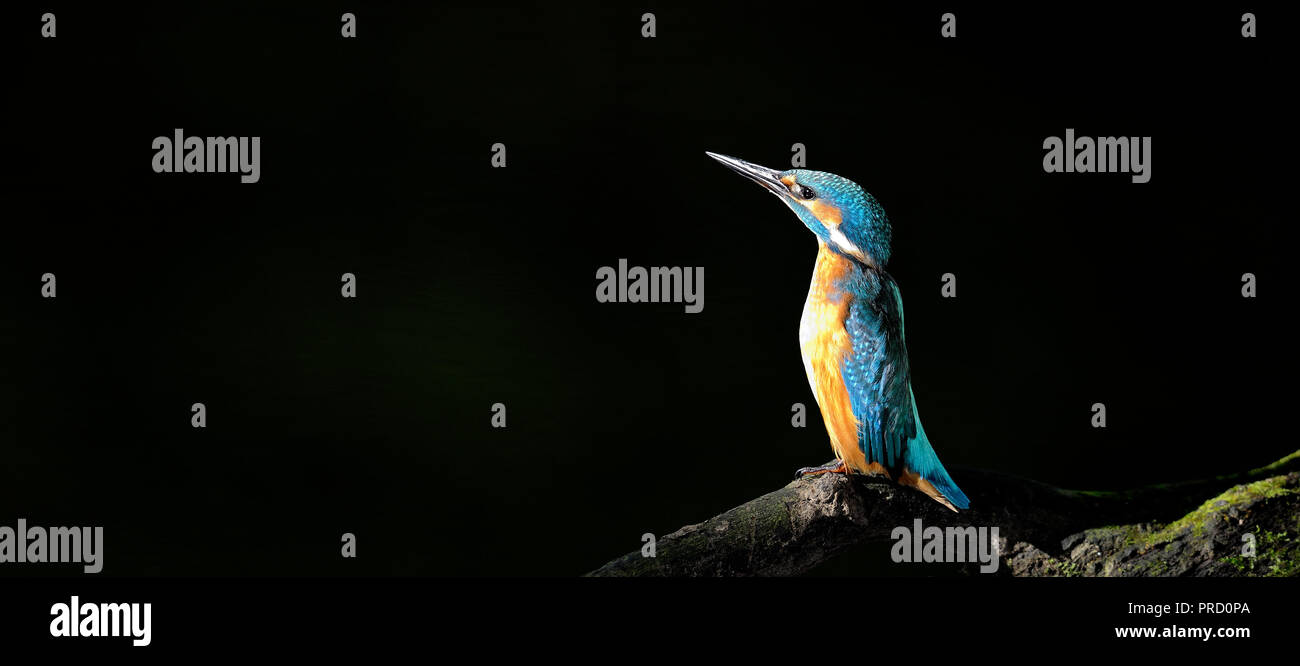Un kingfisher è seduto in una stirata e atteggiamento sottile su un ramo (Germania). Ein Eisvogel sitzt in gestreckter, schlanker Haltung auf einem AST. Foto Stock
