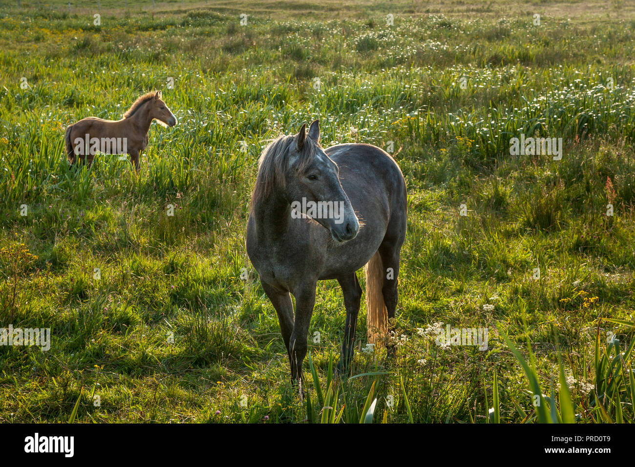 Mayo, Irlanda. 27 Luglio, 2007. A mare con il suo puledro in Co. Mayo, Irlanda. Foto Stock