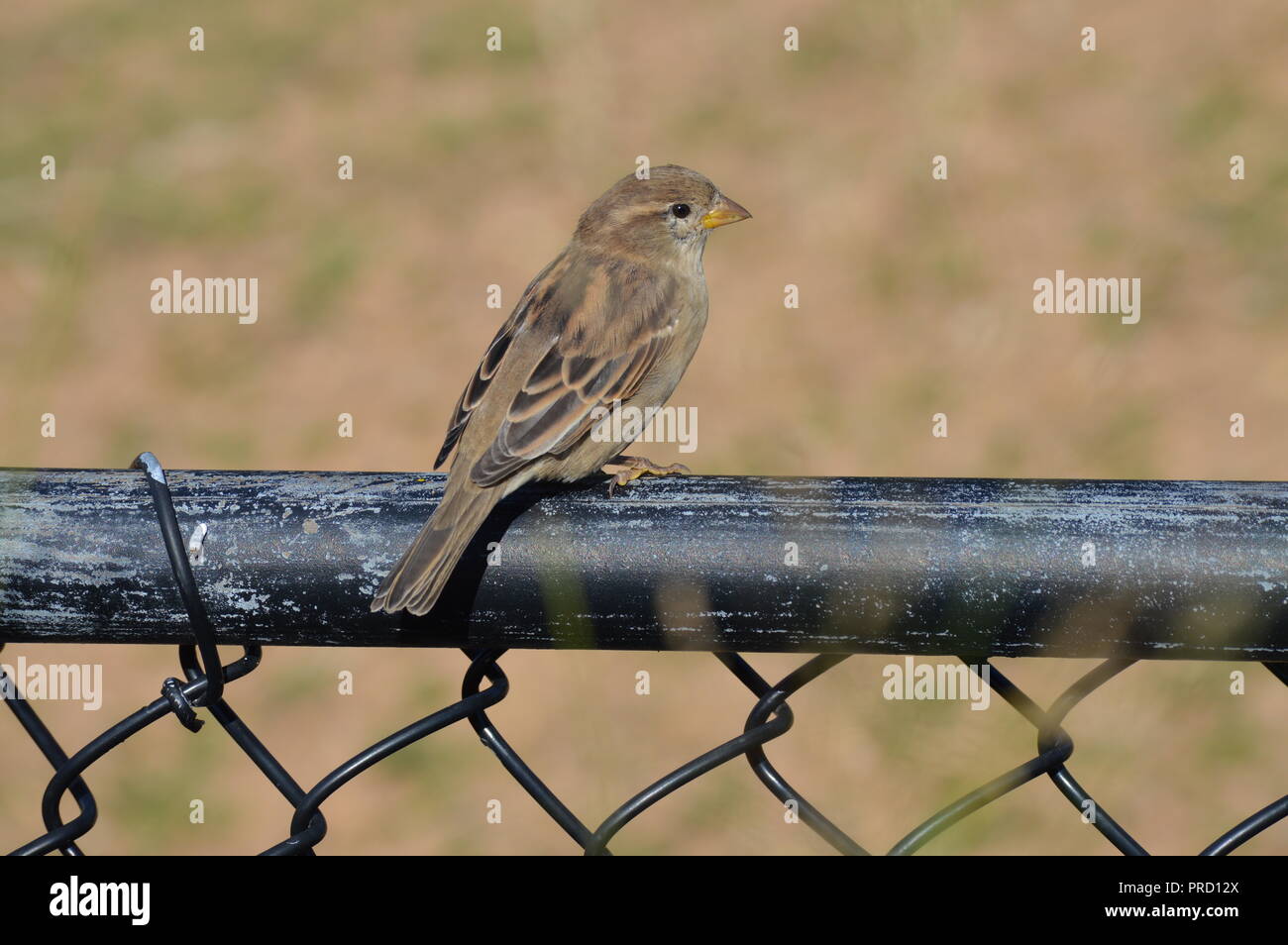 Sparrow sul recinto Foto Stock