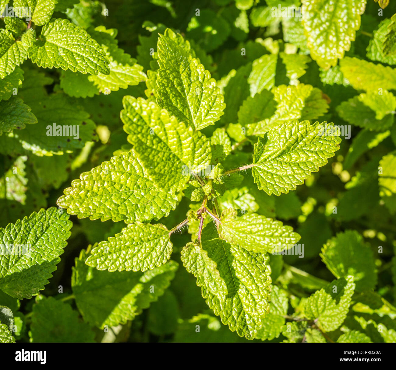 Dettaglio di melissa nel giardino. Melissa officinalis foglie Foto Stock