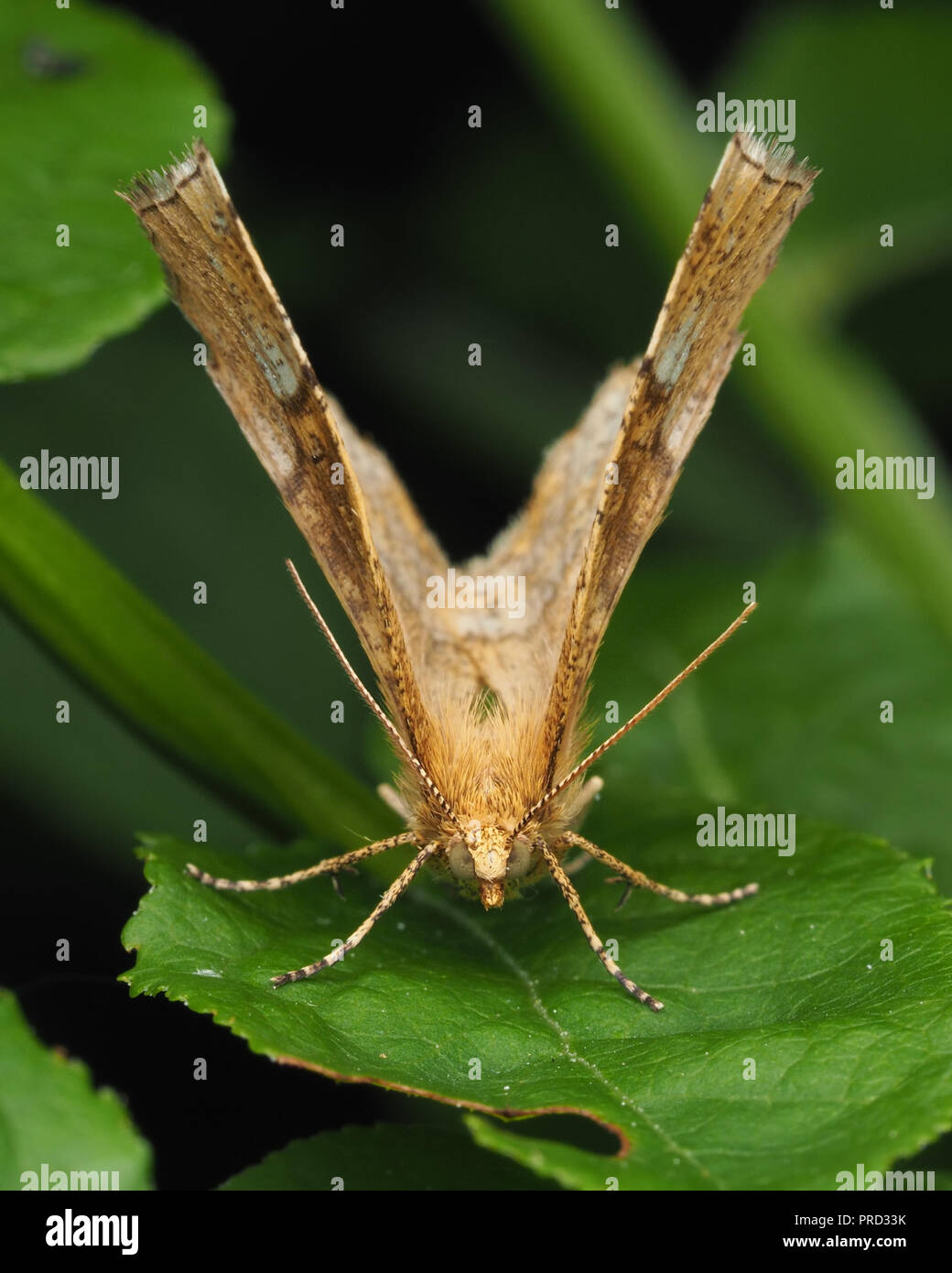 Vista frontale del piccolo Thorn tarma (Cepphis advenaria). Tipperary, Irlanda Foto Stock