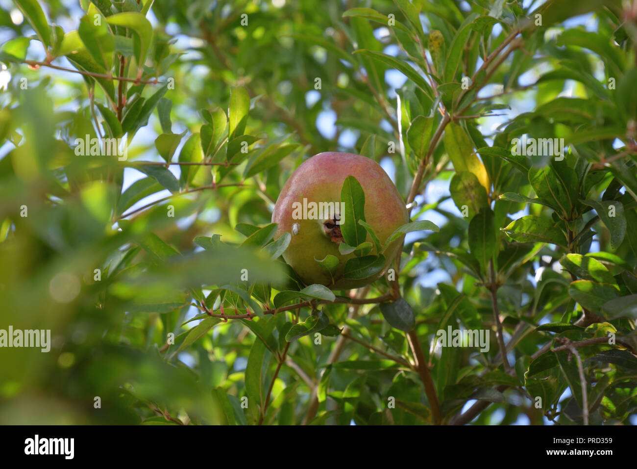 Melograni guardando al di sotto attraverso i rami, Punica granatum albero  con frutti e spine sui rami Foto stock - Alamy