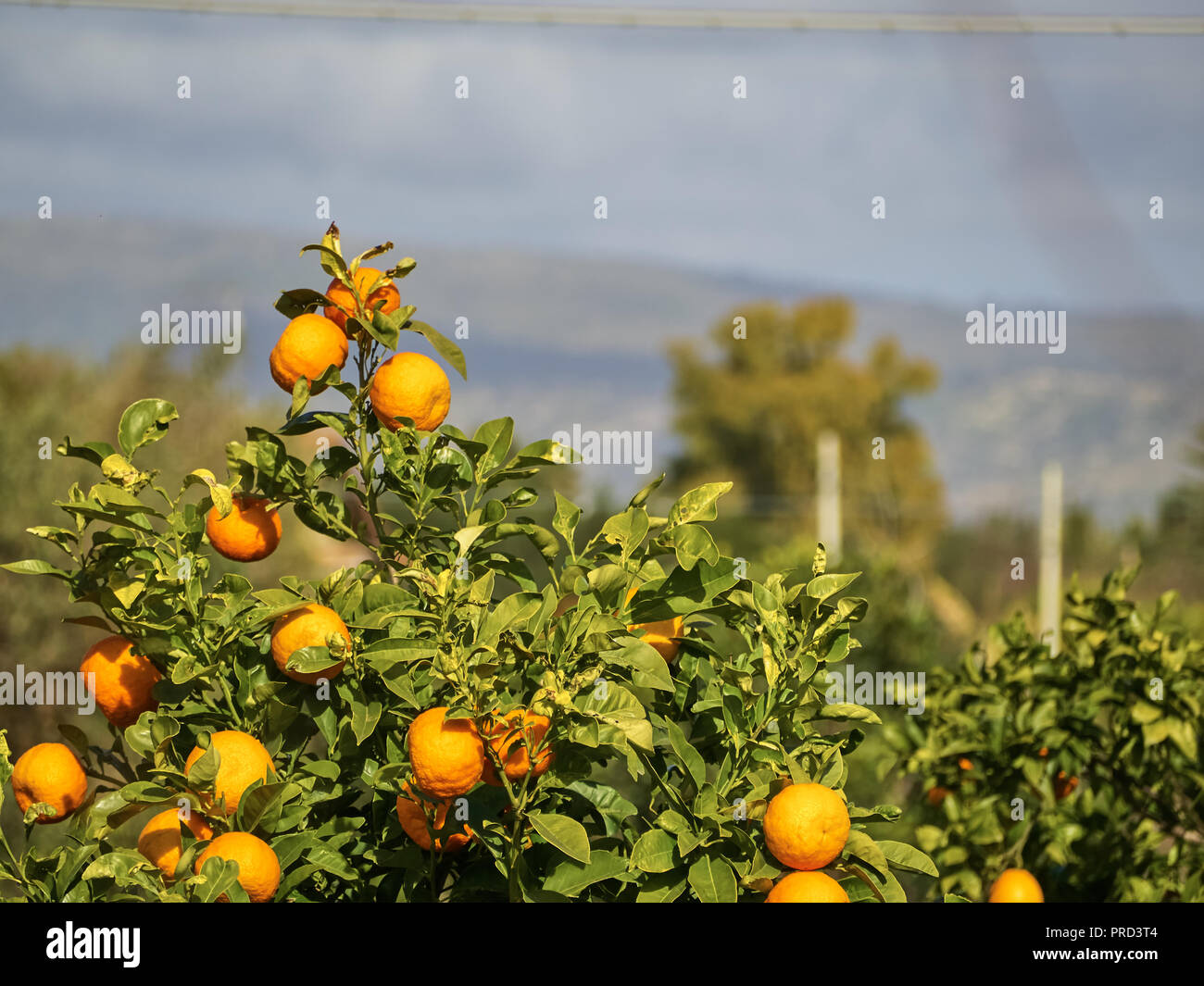Inquadratura di un albero di mandarino (mandarino albero) in una giornata di sole Foto Stock