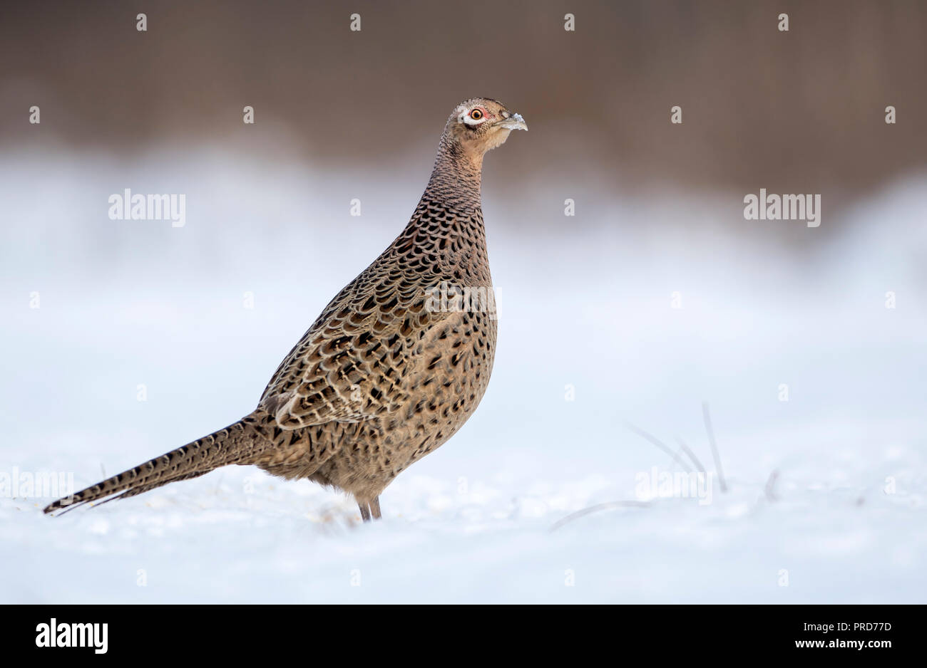 Ringneck Pheasant (Phasianus colchicus) femmina Foto Stock