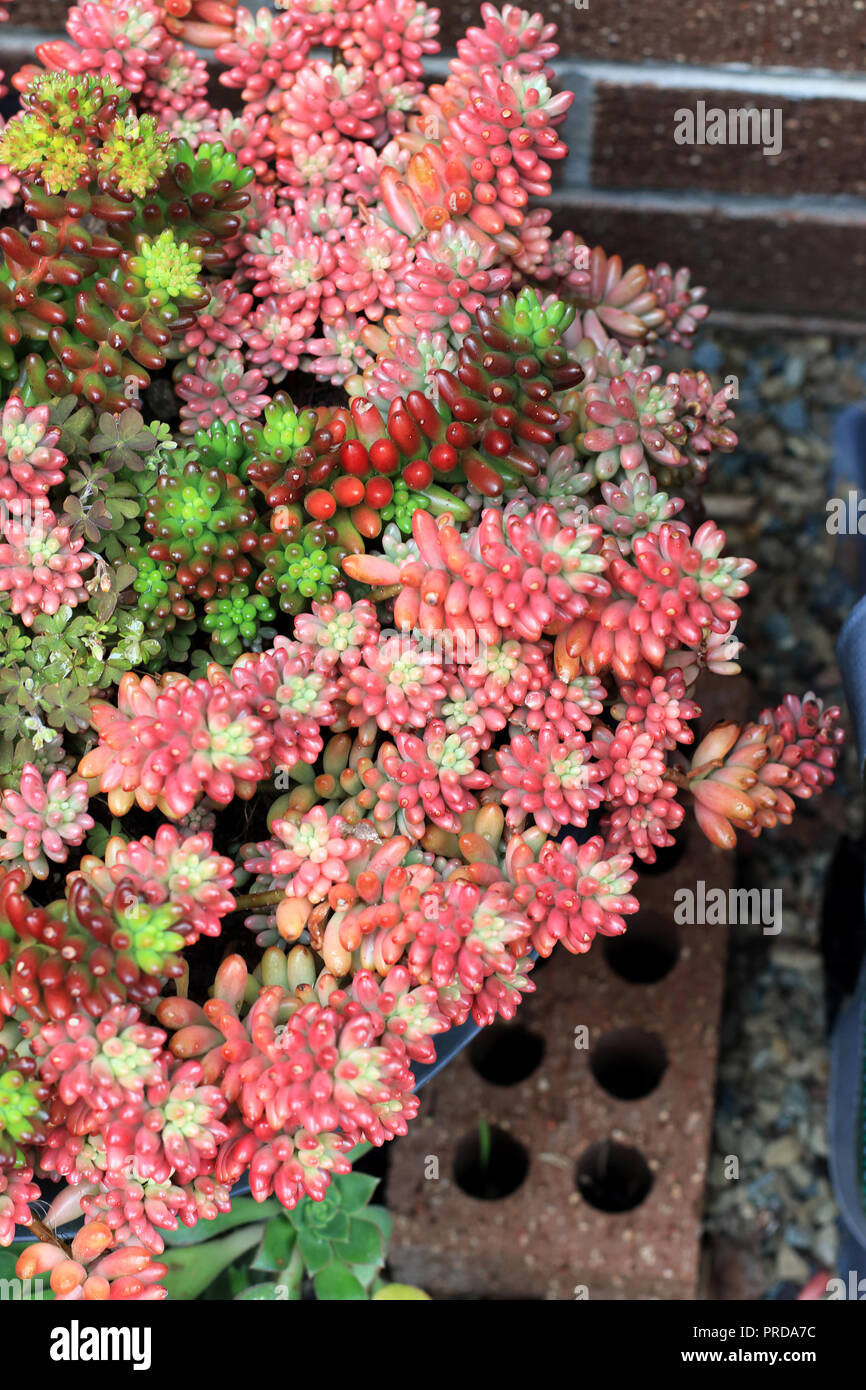 Sedum rubrotinctum o Sedum rubrotinctum × o anche conosciuto come la gelatina pianta di fagiolo Foto Stock Sedum rubrotinctum o Sedum rubrotinctum × o anche conosciuto come la gelatina pianta di fagiolo Foto Stock