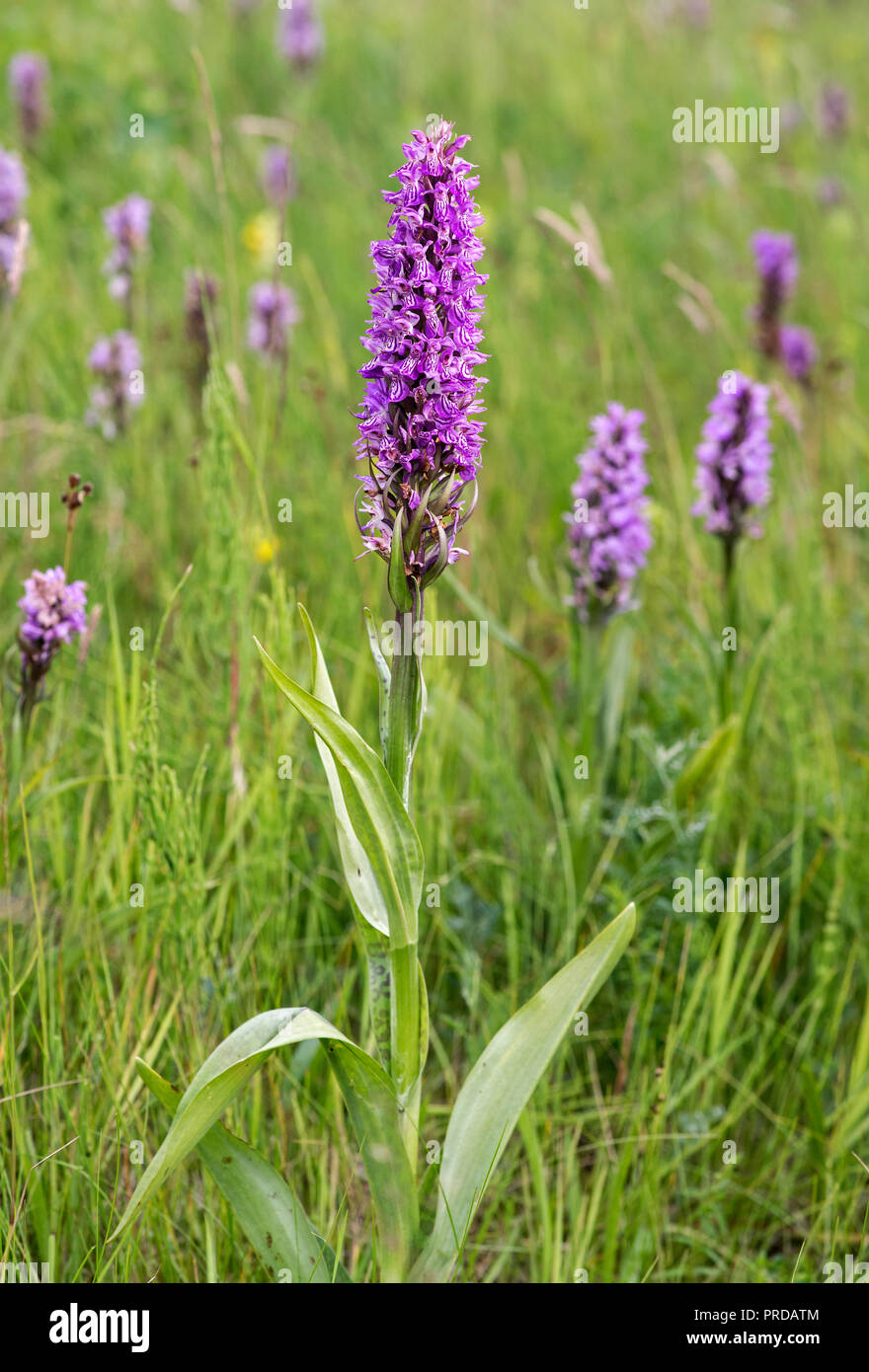 Sud della palude (orchidea Dactylorhiza Praetermissa), Schleswig-Holstein, Germania Foto Stock