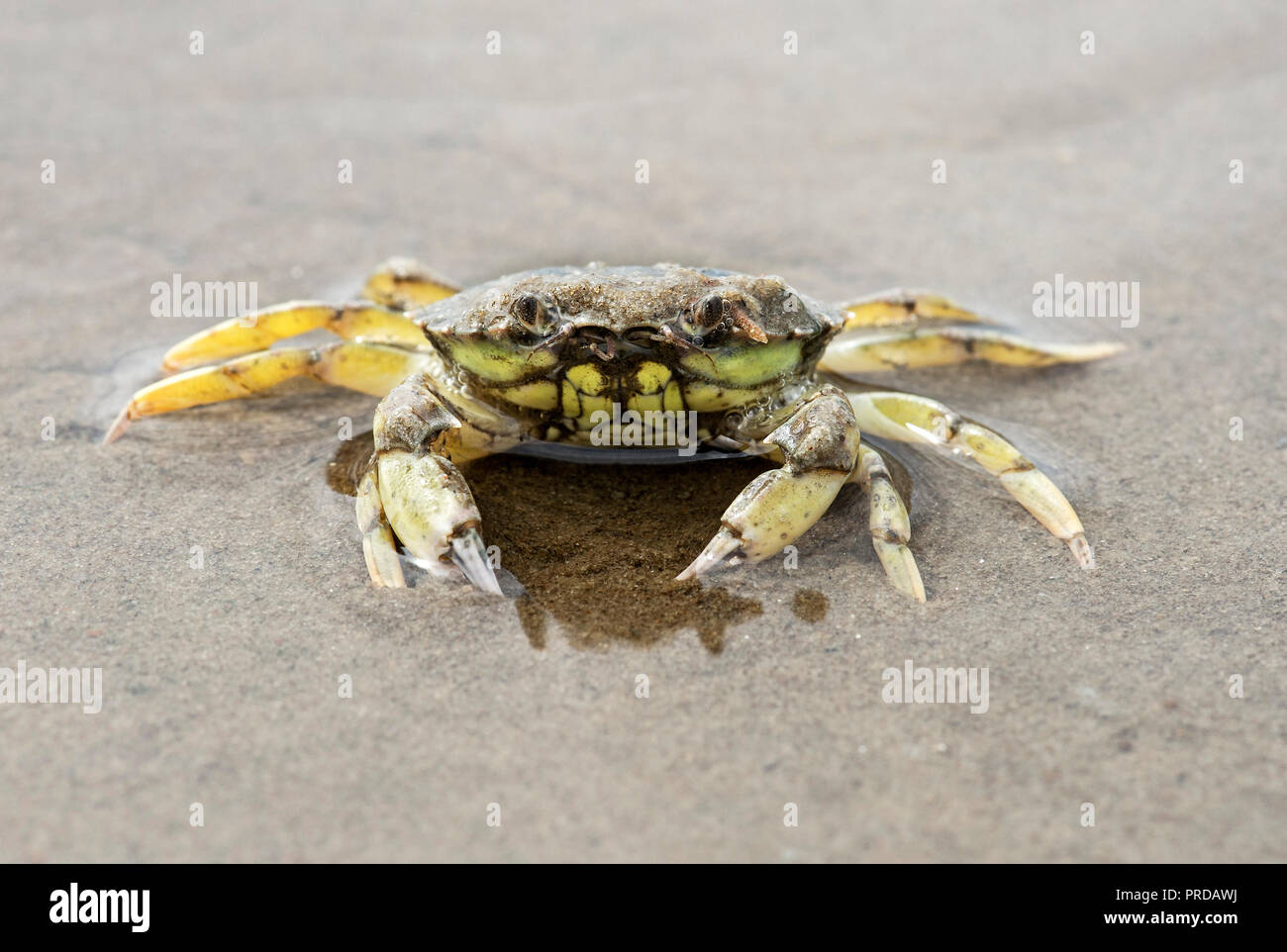 Verde Europeo (granchio Carcinus maenas), il Wadden Sea, costa del Mare del Nord, Schleswig-Holstein, Germania Foto Stock