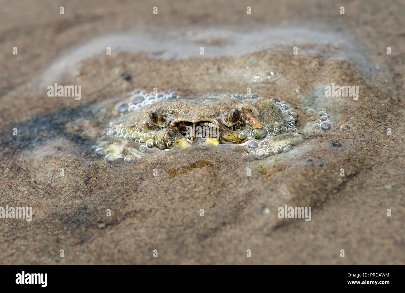 Verde Europeo (granchio Carcinus maenas) nasconde nella sabbia, mare di Wadden, costa del Mare del Nord, Schleswig-Holstein, Germania Foto Stock