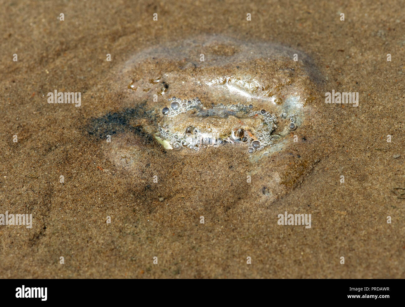 Verde Europeo (granchio Carcinus maenas) nasconde nella sabbia, mare di Wadden, costa del Mare del Nord, Schleswig-Holstein, Germania Foto Stock