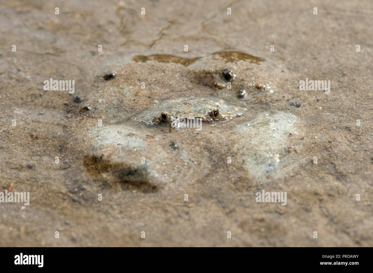 Verde Europeo (granchio Carcinus maenas) nasconde nella sabbia, mare di Wadden, costa del Mare del Nord, Schleswig-Holstein, Germania Foto Stock