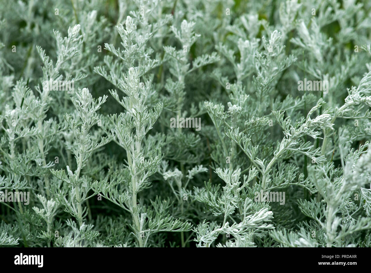 Mare assenzio (Artemisia maritima), close up, l'immagine di sfondo costa del Mare del Nord, Schleswig-Holstein, Germania Foto Stock