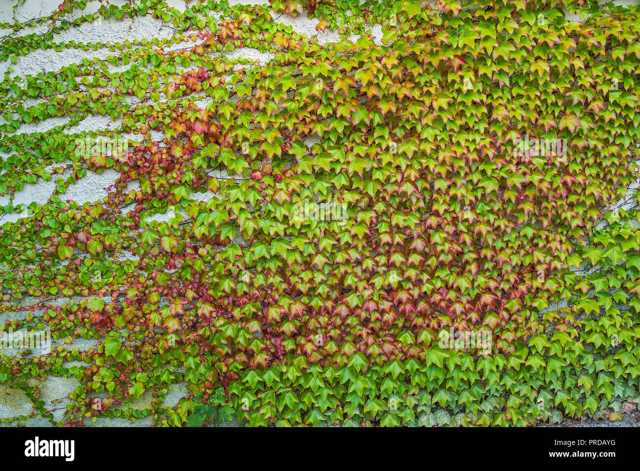 Boston ivy (Parthenocissus tricuspidata), vitigno selvatico, Germania Foto Stock