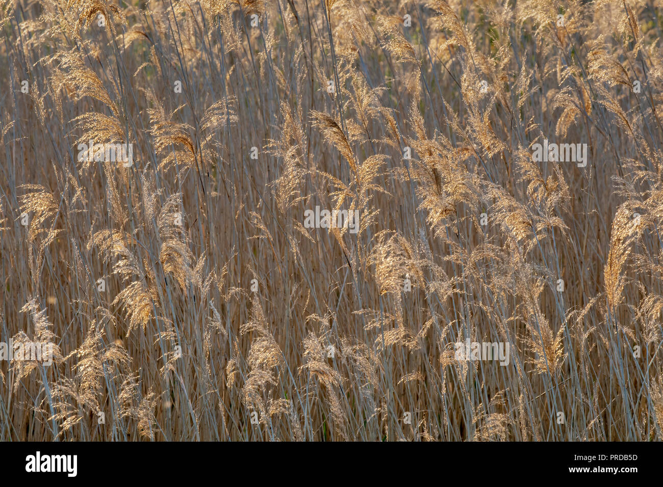 Blooming Reed (Phragmites australis) contro la luce, l'immagine di sfondo in Austria Foto Stock