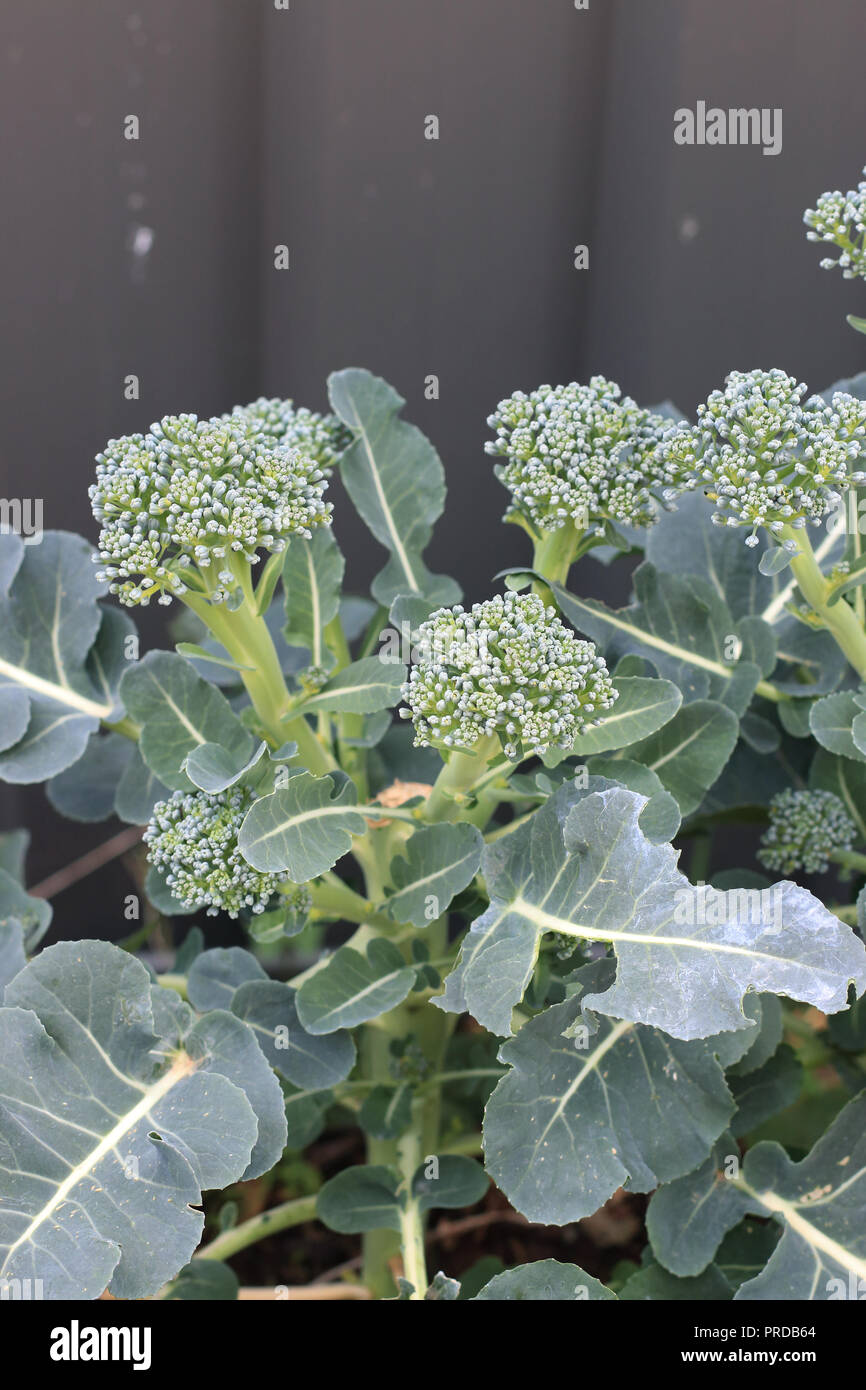 Broccoli crescente su una patch vegetale Foto Stock