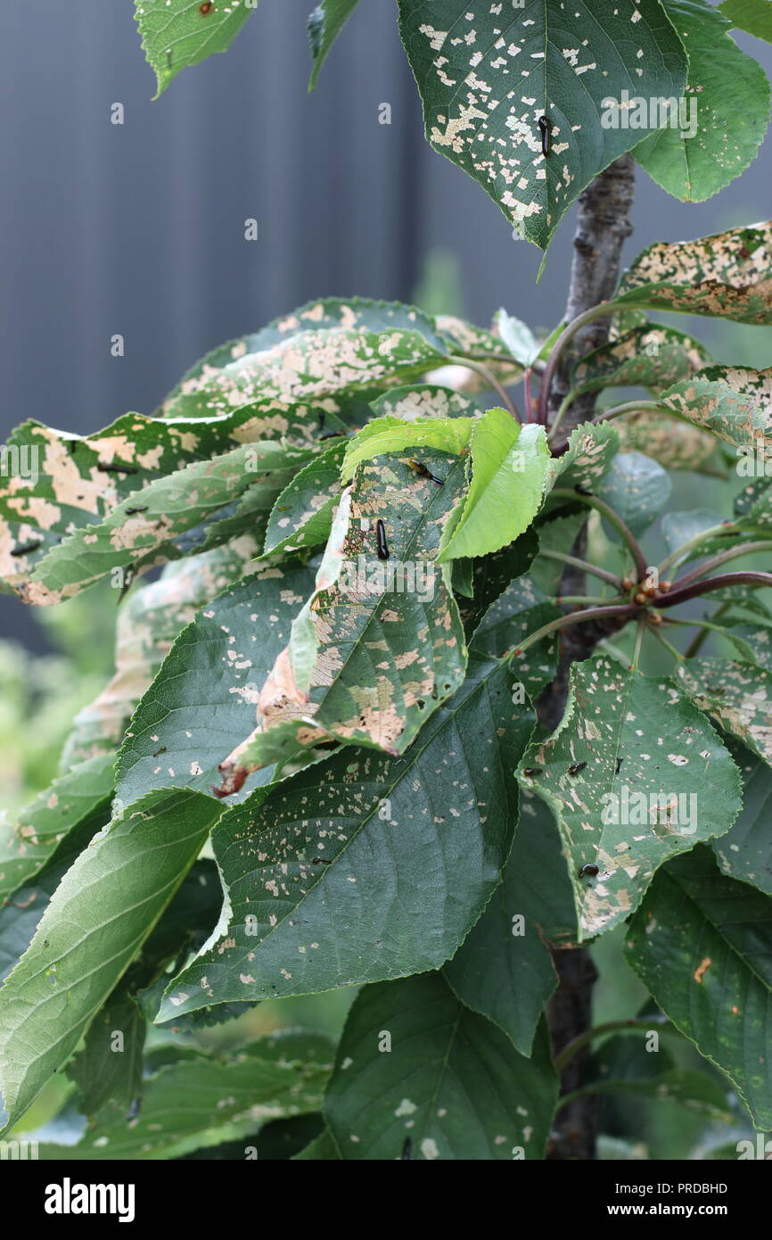 Pera e ciliegia slug worm su Cherry leaf Foto Stock