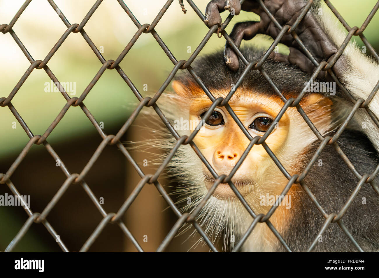 Il close up femmina rosso-shanked douc langur faccia Foto Stock