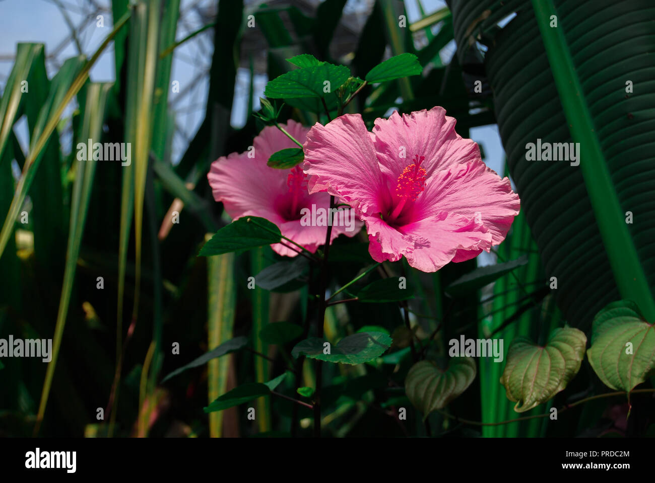 Ibisco rosa fiore all'Eden Project Foto Stock