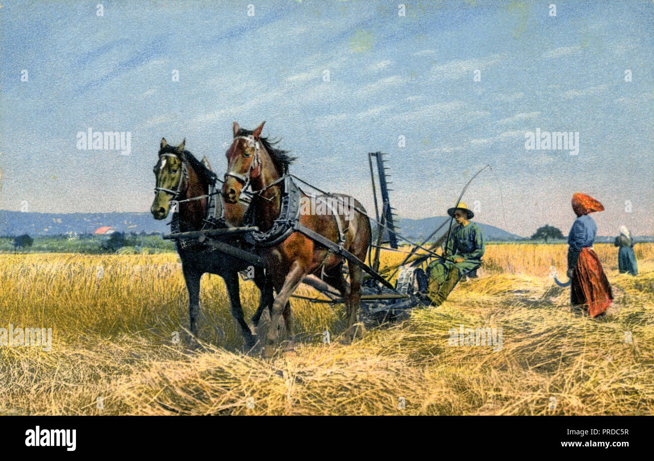 Raccolto di grano con una falciatrice tirato da due cavalli, Foto Stock