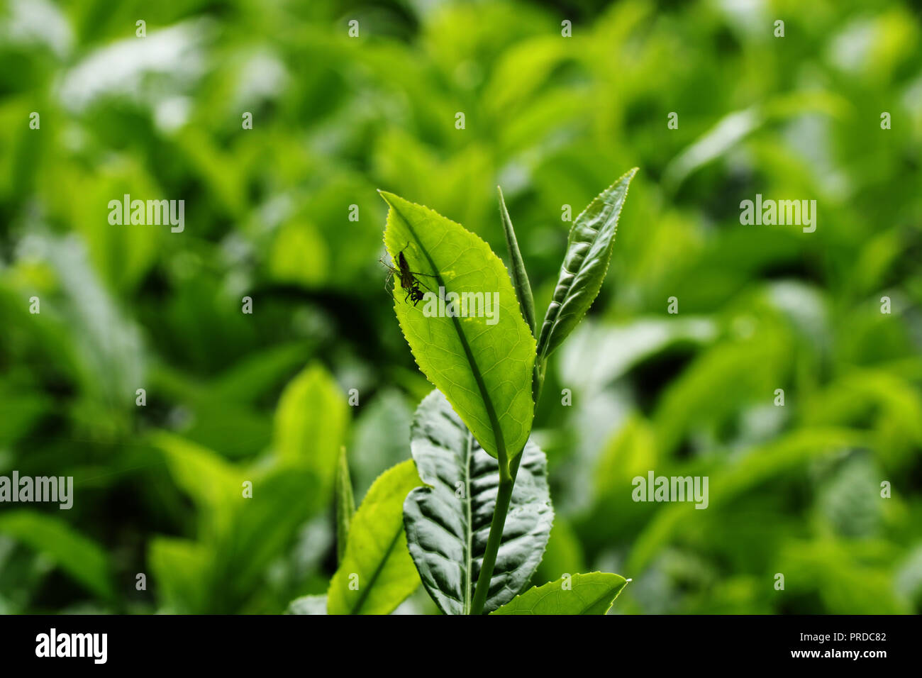 A caccia di sopravvivere Foto Stock