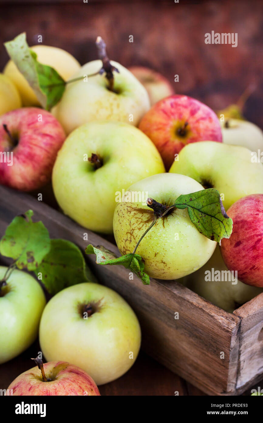 Fresche e mature mele colorate in una scatola di legno su sfondo rustico Foto Stock