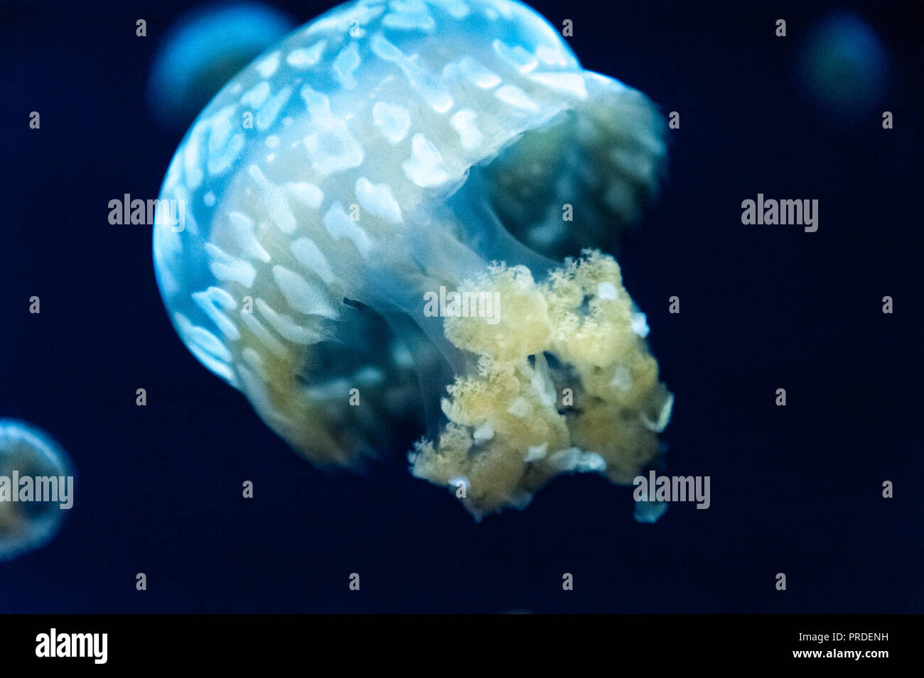 White-spotted medusa (Phyllorhiza punctata) presso il Georgia Aquarium nel centro di Atlanta, Georgia. (USA) Foto Stock