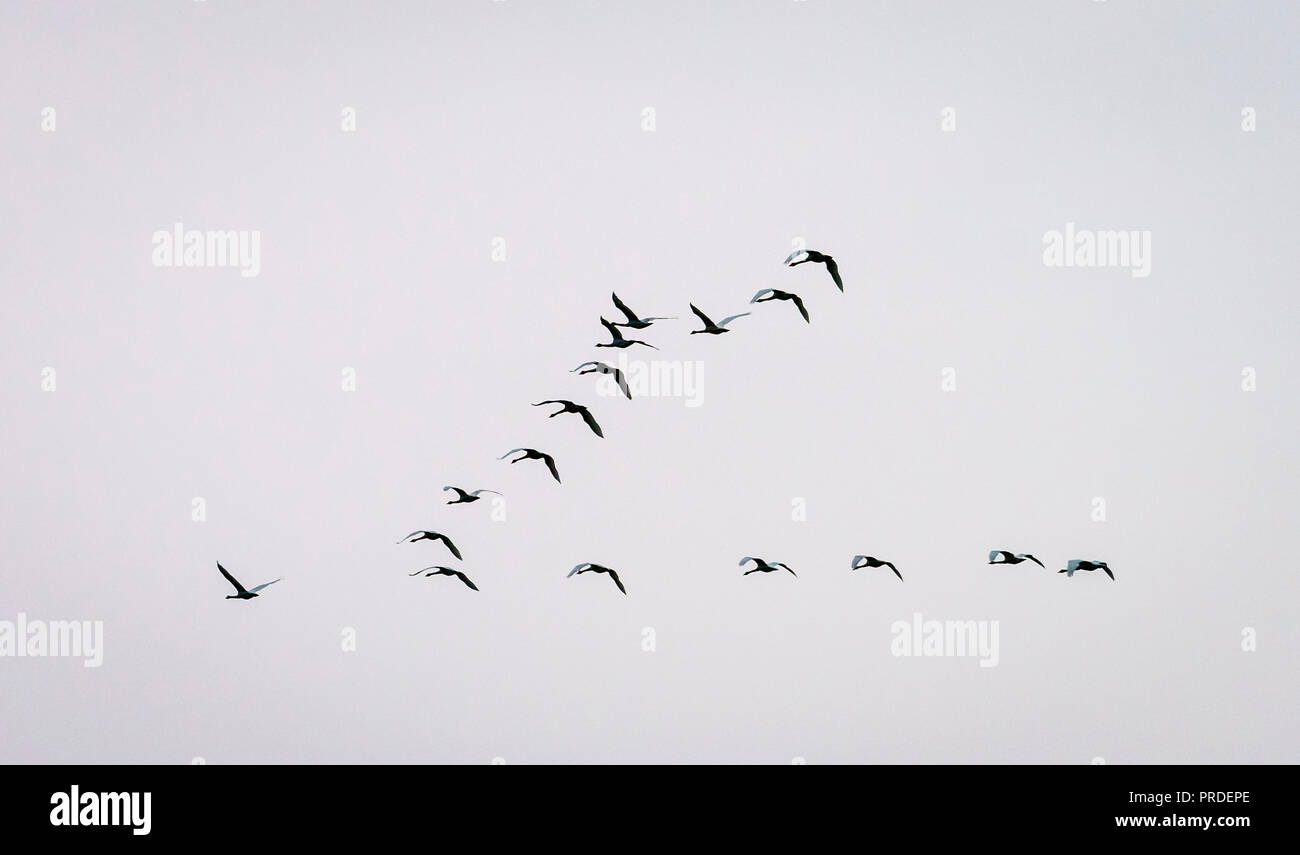 Whooper cigni volare in formazione, Islanda Foto Stock