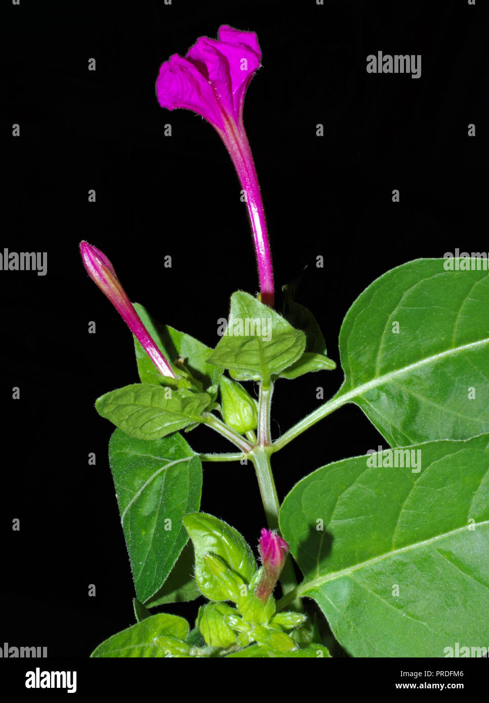 Quattro ore di fiore (Mirabilis Jalapa) close-up isolato su nero Foto Stock
