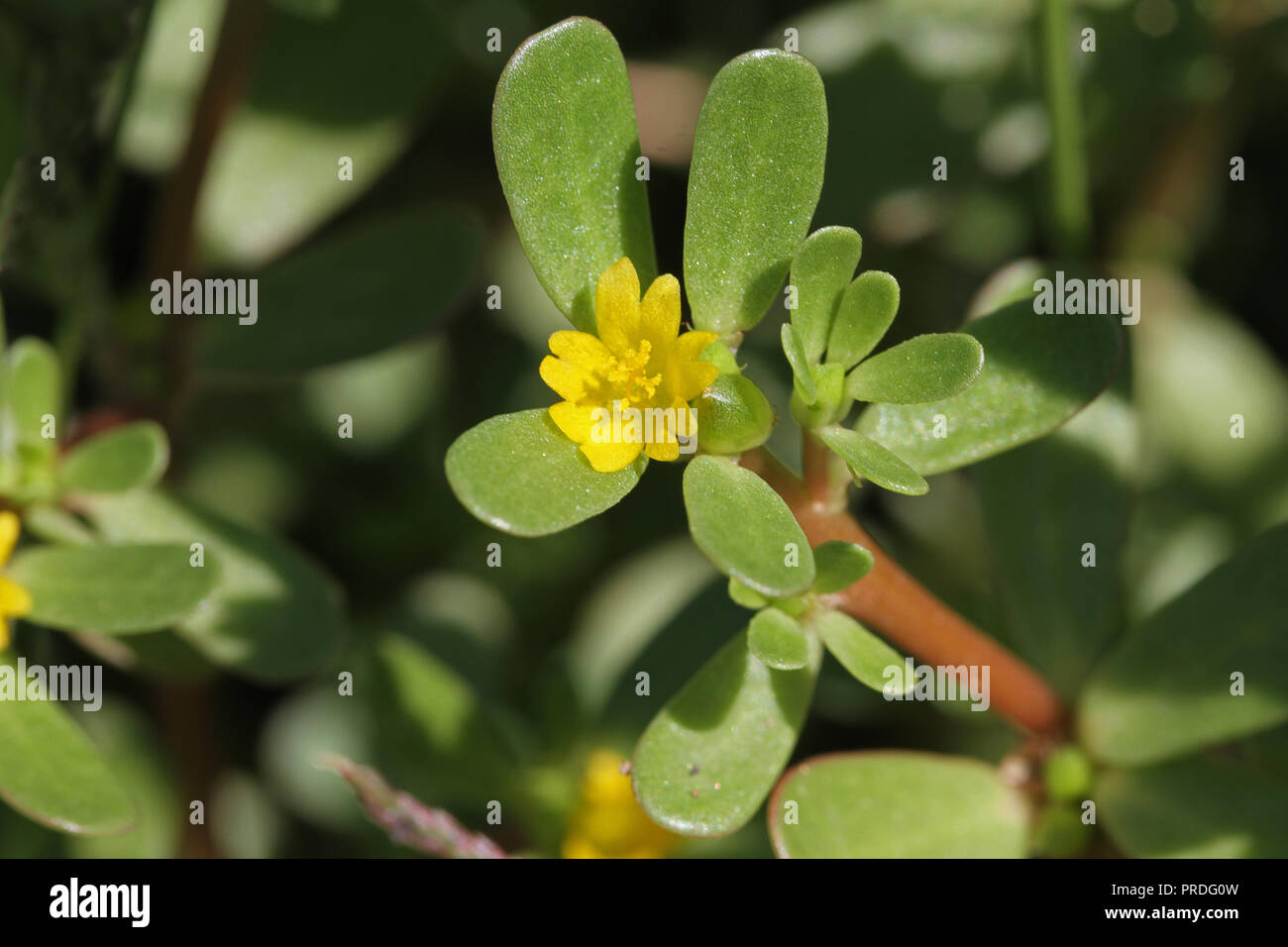 Purslane comune o pursley, verdolaga, rosso o radice latina pigweed  Portulaca oleracea pianta commestibile ricco di omega 3 Fioritura in estate  in Italia Foto stock - Alamy