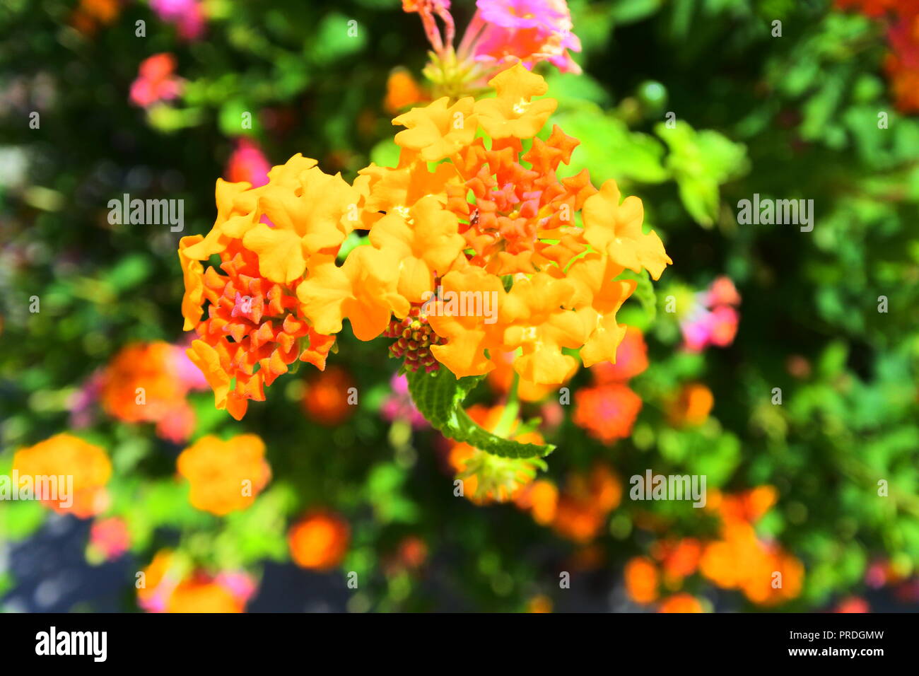 Colorata Giallo estate fiore Foto Stock