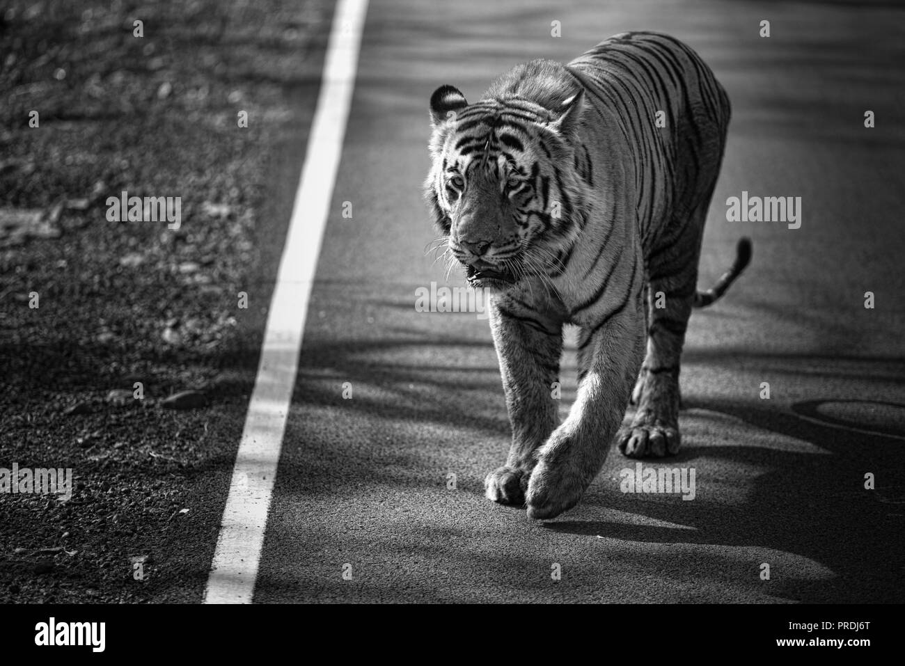 Matkasur (Tiger) passeggiare a Tadoba parco nazionale come royalty, India Foto Stock