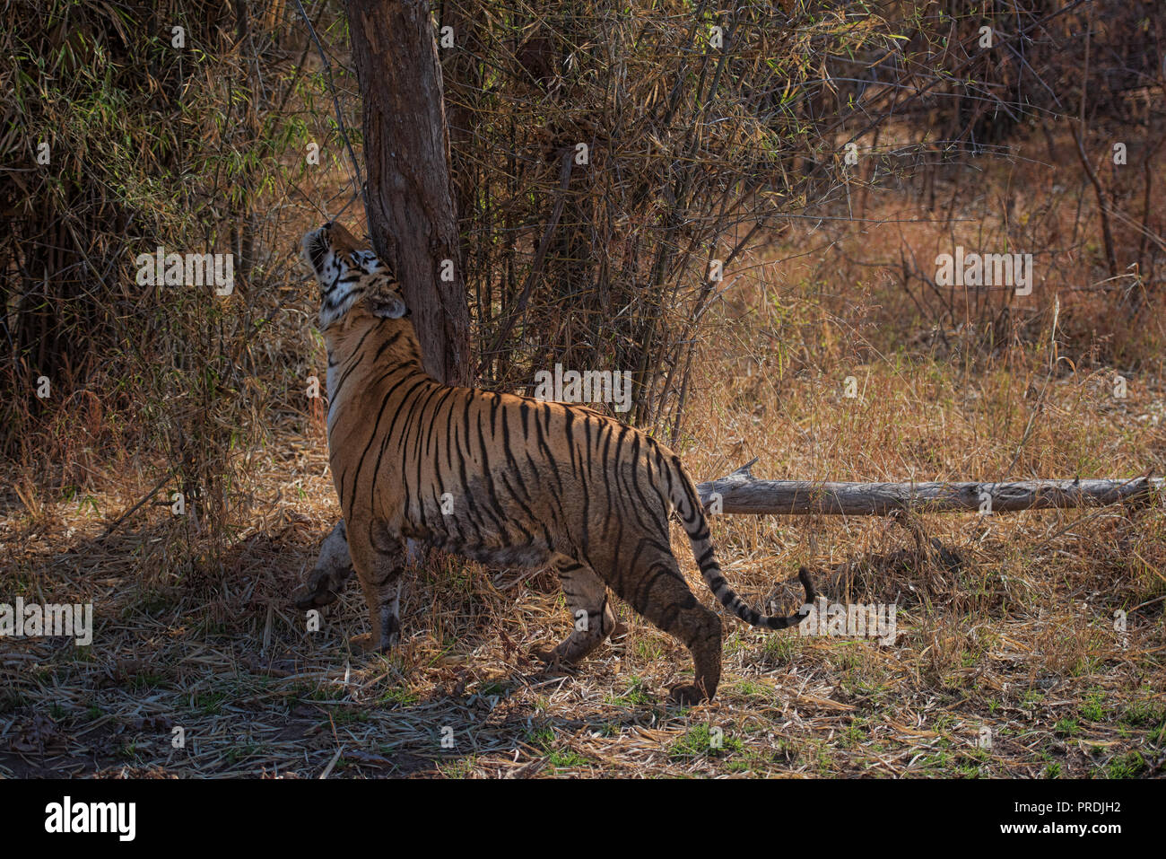 Matkasur (Tiger) passeggiare a Tadoba parco nazionale come royalty, India Foto Stock