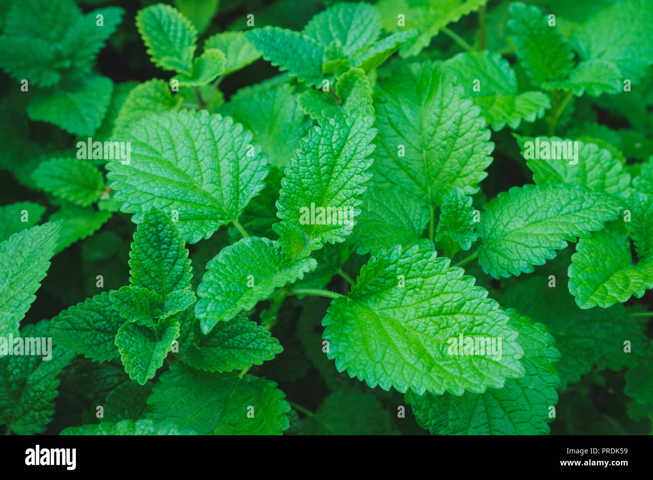 Balsamo fresco vegetali - Melissa giardino di erbe - Foto Stock