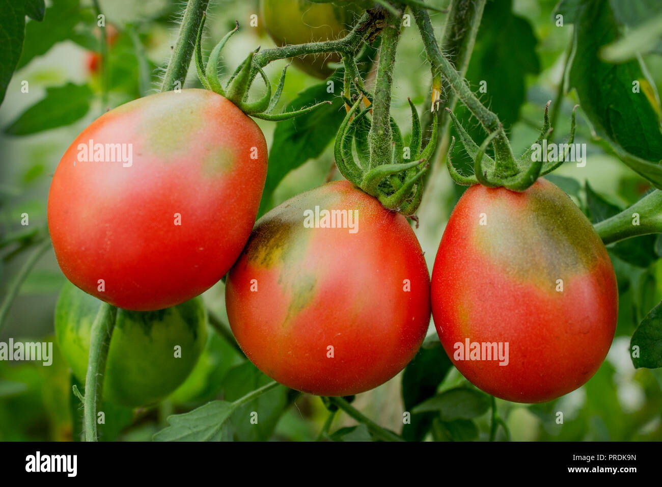 Tre pomodori maturi di forma allungata su un ramo in serra Foto Stock