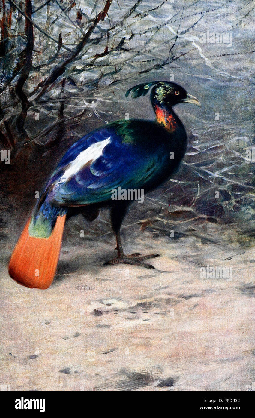 Monal - un monal è un uccello del genere Lophophorus della famiglia di fagiano, Fasianidi. Foto Stock