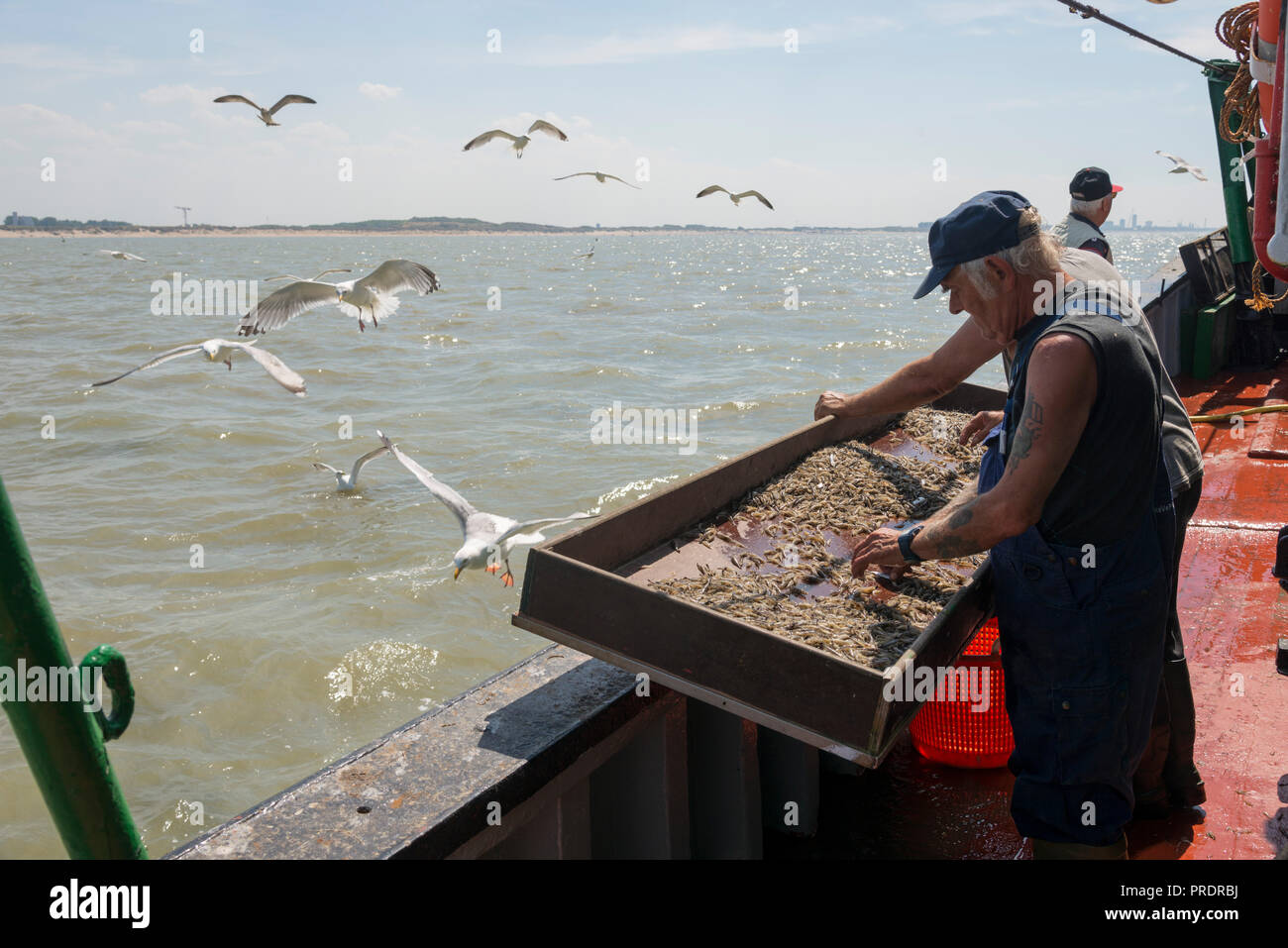 Fisherman per la pulizia e la cernita gamberetti catturati su un peschereccio per traino Foto Stock