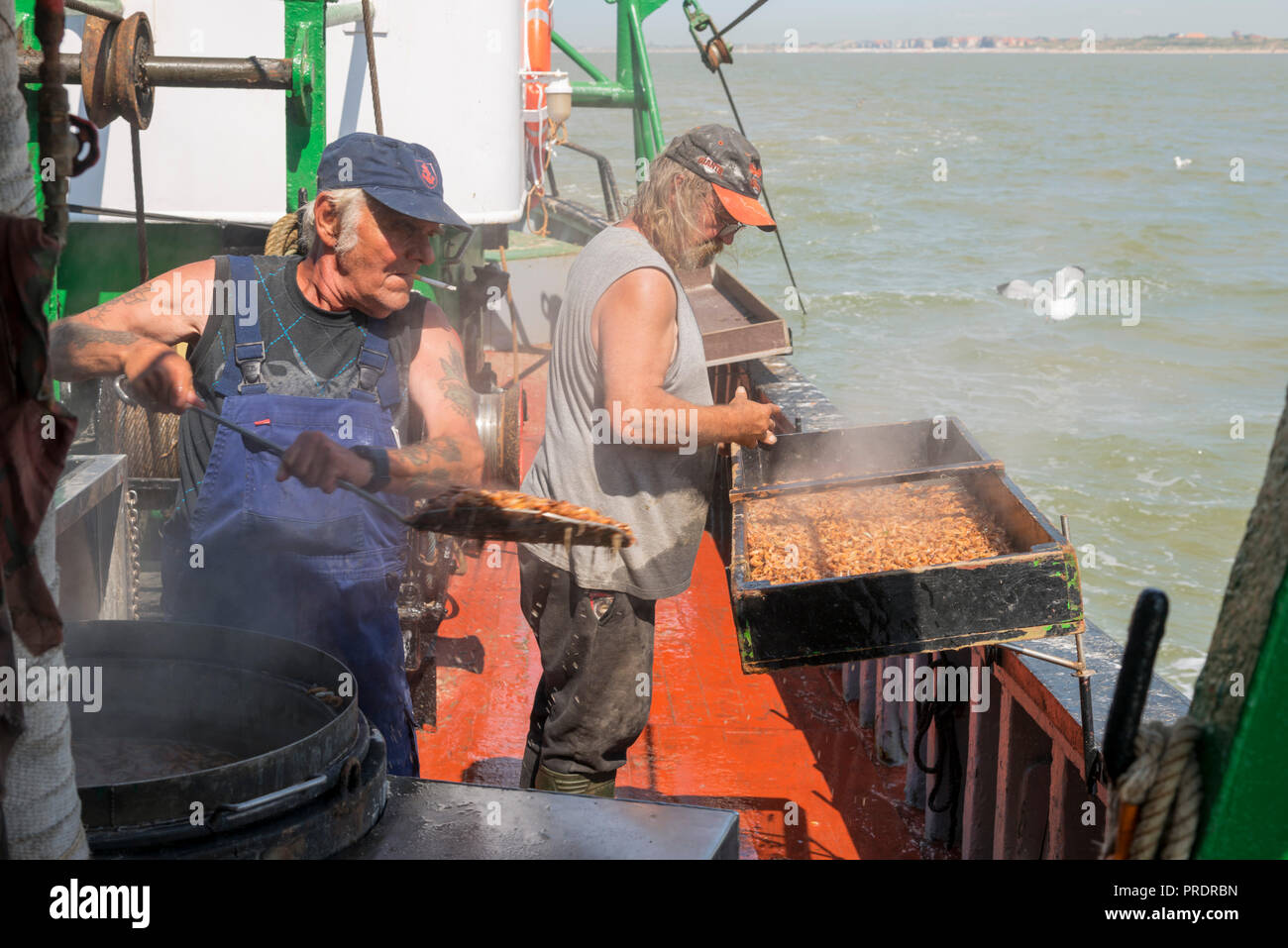 Due pescatori fresco di cottura gamberetti catturati nel Mare del Nord Foto Stock
