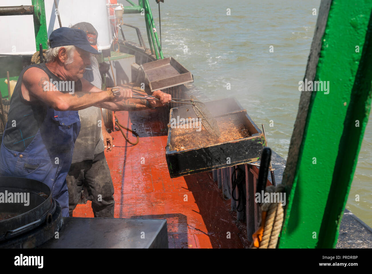 Due pescatori fresco di cottura gamberetti catturati nel Mare del Nord Foto Stock