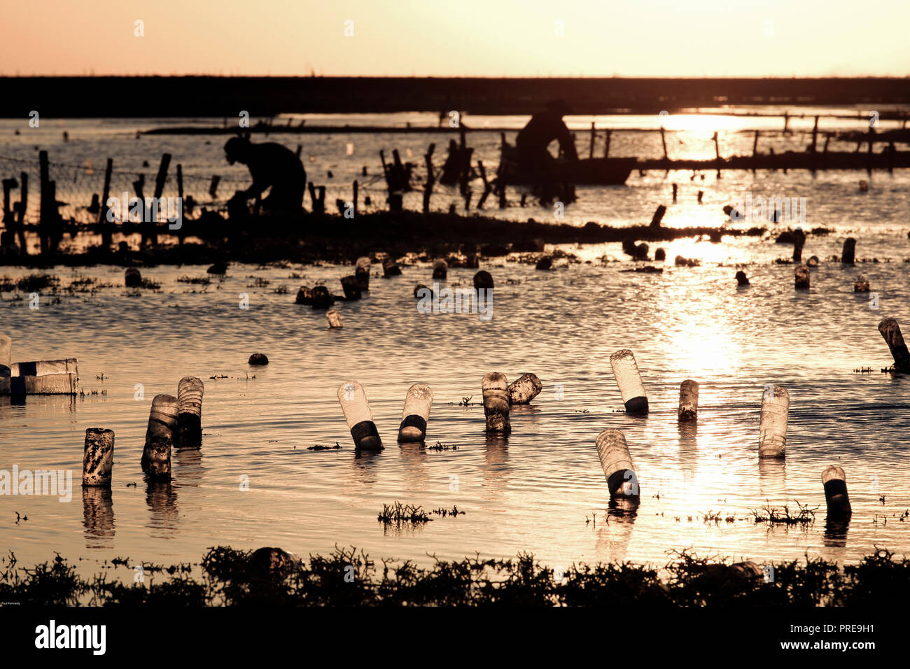 In plastica vuoti di bottiglie di acqua utilizzata come galleggianti sulle alghe linee agricole in Nembrala, Rote Isola, Indonesia Foto Stock